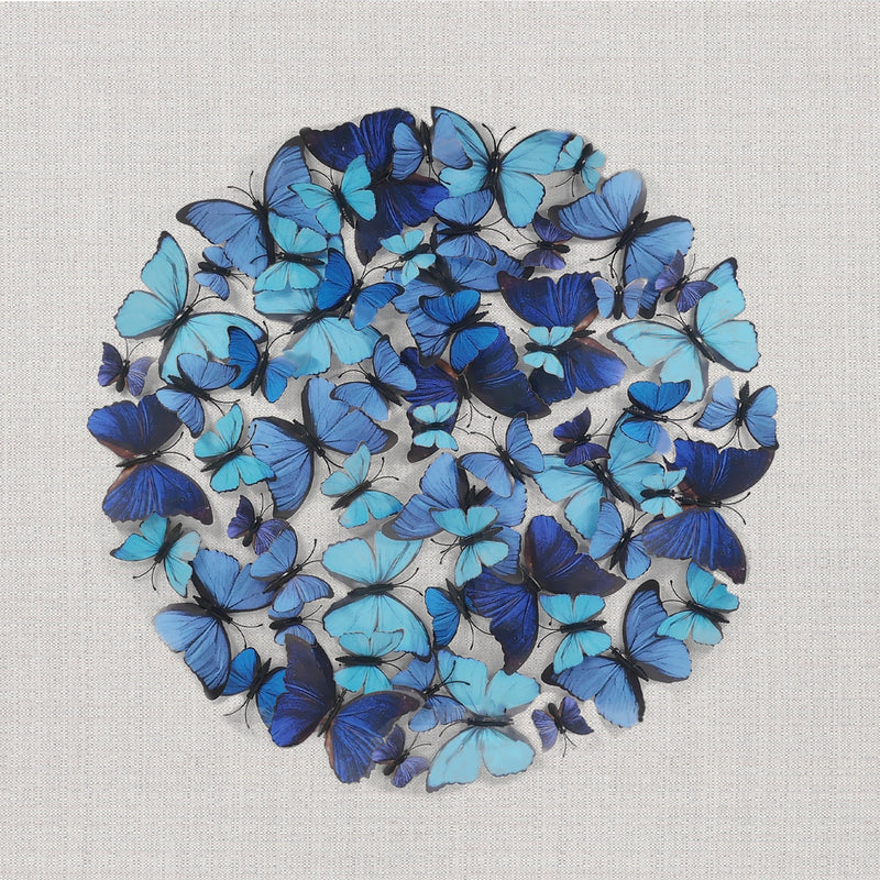 Morpho Butterflies Wall Art Décor Black Frame w/ Glass Cover