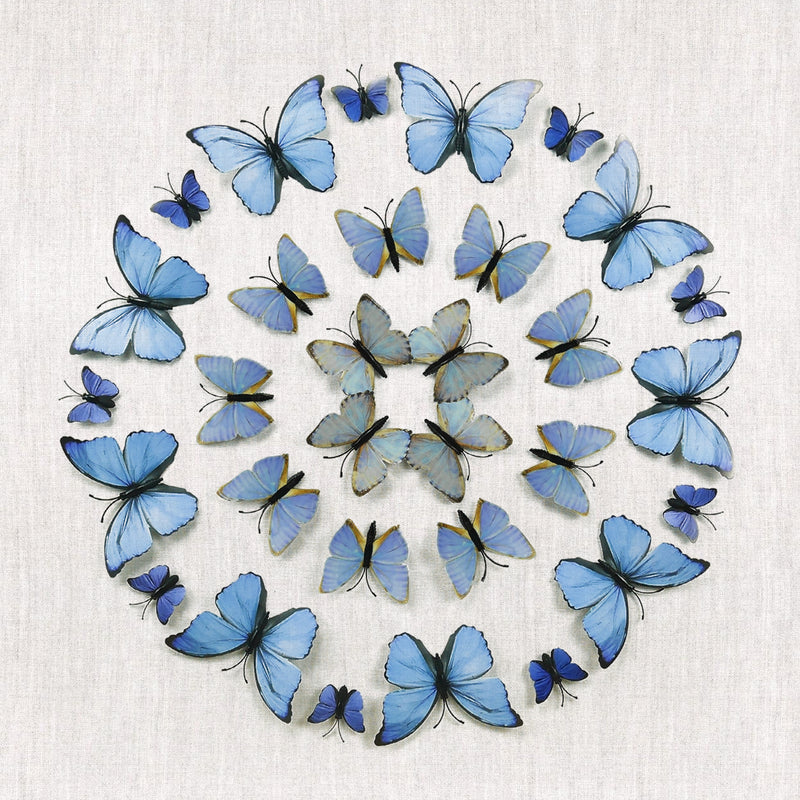 Morpho Butterflies Framed Wall Art Square Hand Crafted Wall Décor