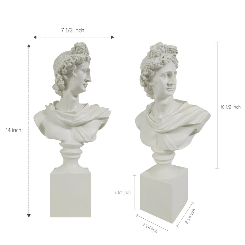 Two classical busts with dimensions indicated on a white background.